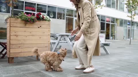 Best Dogs / animal lover / 5 dogs