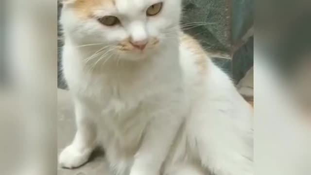 The Ultimate Viral Cat Video