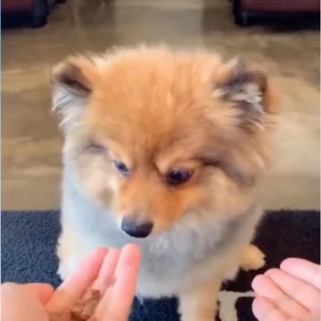 Cute Pets-Doggo Being Tricked.
