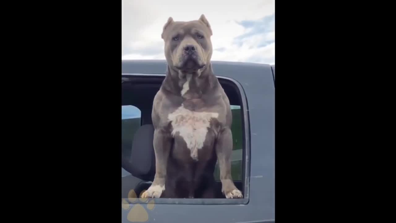 😎I'm a Big Kid Now Cute Baby Animals _ Funny Pets City