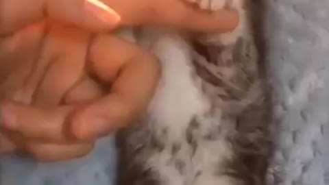 Funny & amazing video of cute pets