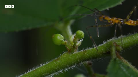 The Insects Who Vibrate To Communicate | Planet Earth III | BBC Earth