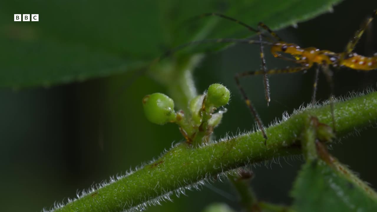 The Insects Who Vibrate To Communicate | Planet Earth III | BBC Earth