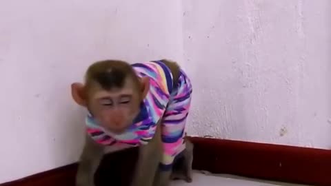 Cat and Infant Monkey showing their playing skills