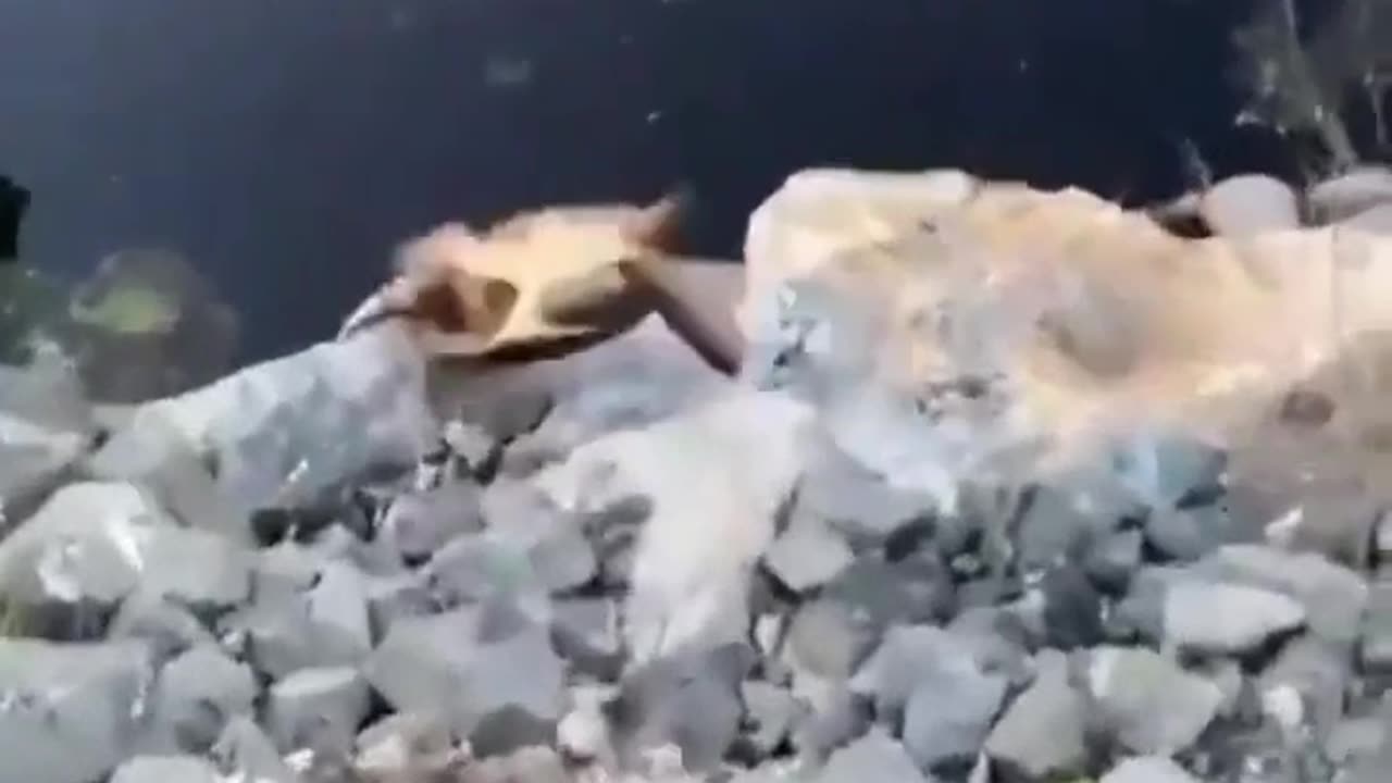 Funny cat dog animal videos on Instagram Tiktok #shorts #funnyanimals #مضحك