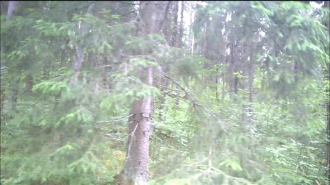 Viisautta - Indy Angel