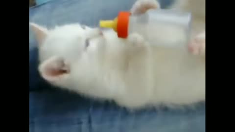 funny cats - funny faced cats - stupid cat - funny kittens - online cartoons