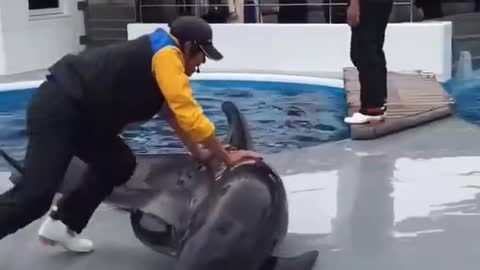 Don't miss it if you don't see dolphins playing fish