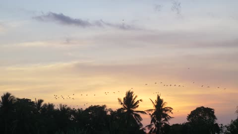 Birds flying through the woods