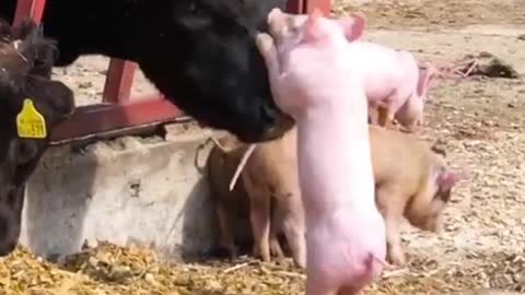 FUNNY videos animals