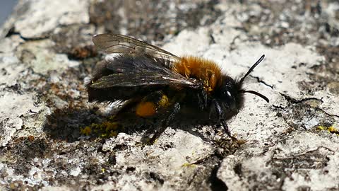 Bee 4K Video - Wildlife 4k Video - Pets World