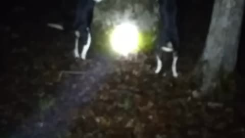 Coonhunting Con-Man kennel's