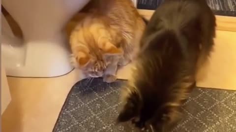 Best funniest animal clips #2024