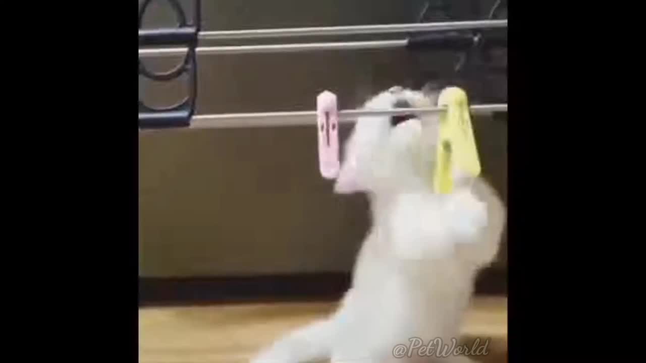 Try Not To Laugh Animals | Funniest Cat Videos In The World | Funny Animal| mypetworld