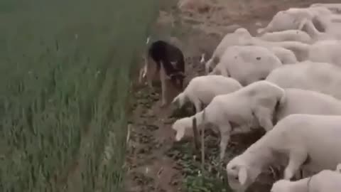 Field guards.