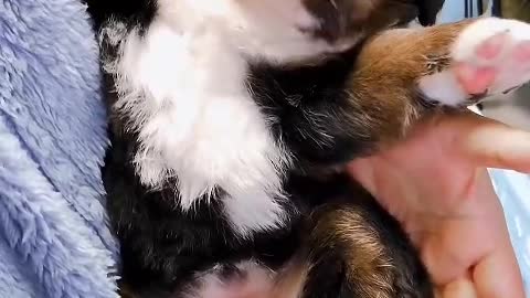 Dogs, dogs can only blink black eyes