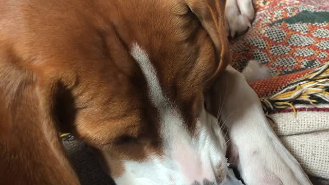 Princess Leia the Beagle Playing a Custom Made Nose Flute