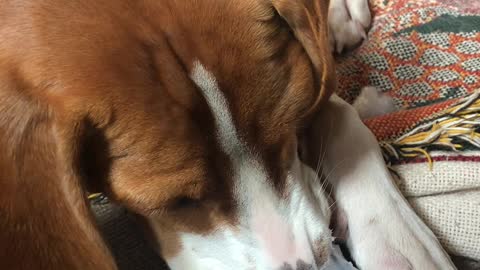 Princess Leia the Beagle Playing a Custom Made Nose Flute