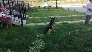 A big dog loves water.
