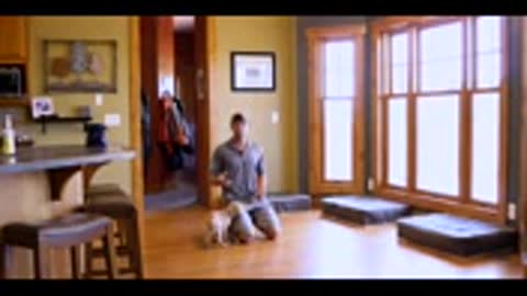 Labrador puppy training video