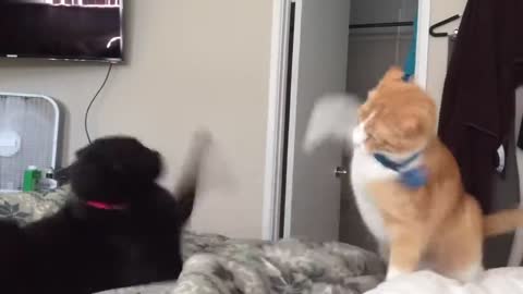 Fastest cat slaps