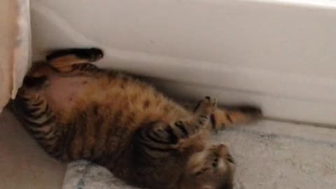 Very funny cat 😂😂🤗🤗
