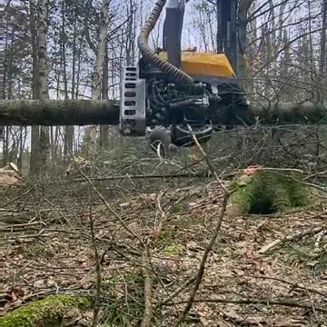 Taking down a tree in 30 second