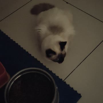 My Cat Weird Eating Habit