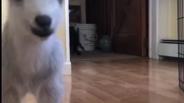 little goats😍😍😍