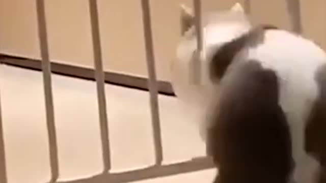 Funniest_Meow_-_Don't_try_to_hold_back_Laughter_-_Funny_Cats_Video_New