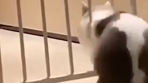 Funniest_Meow_-_Don't_try_to_hold_back_Laughter_-_Funny_Cats_Video_New