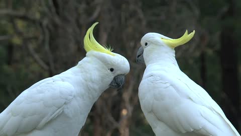 Beautiful2 bird