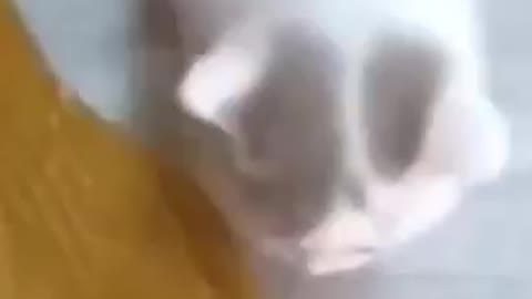 Cats - Baby cats - funny and fluffy (81) / Gatos - Filhotes - engraçados e fofos (81) #shorts