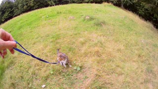 Explorer Cat Goes Hiking