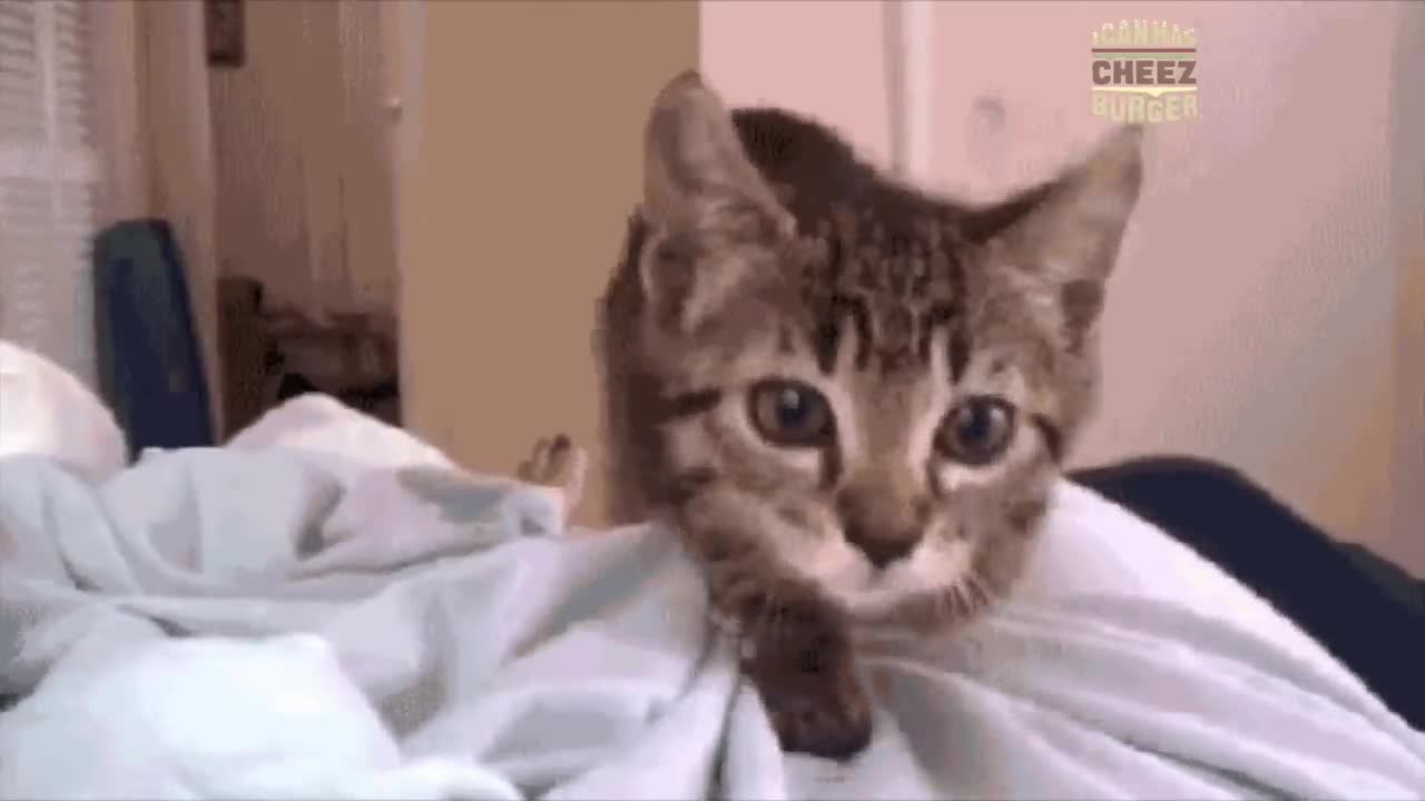 Watch cats being Total Jerks. Funny cats