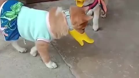 Smart funny animals videos. Never mis the video