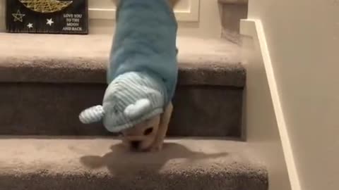 🐶🐱 Funny Cat Reaction Videos (ू•ᴗ•ू❁) 🤣| Super Dog