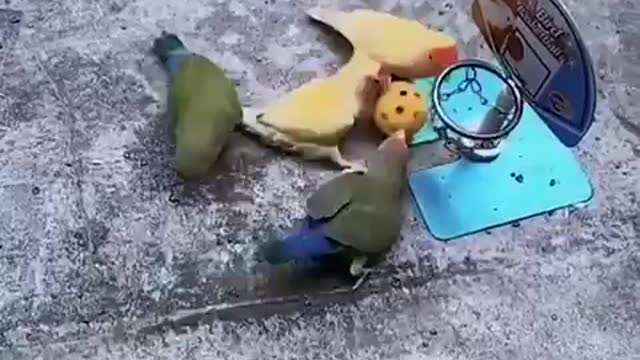 Trained Expert Birds