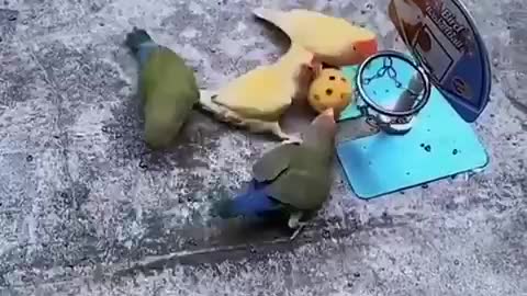 Trained Expert Birds