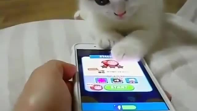 Funny and Cute Cats Videos #141 │ Gadis Sekarwangi