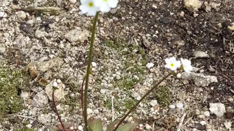 Wild flower