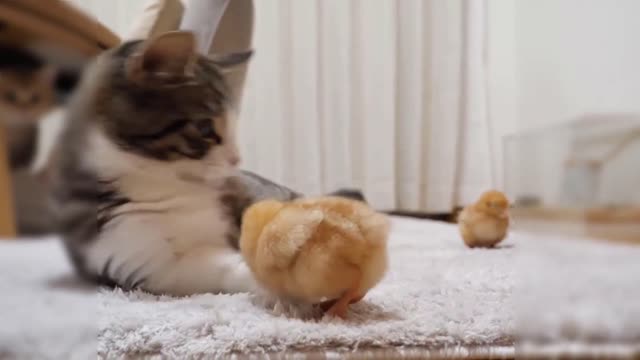 The cat is having fun with the chicks