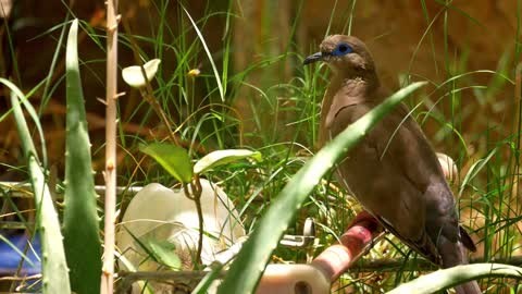 The most beautiful birds in nature😍