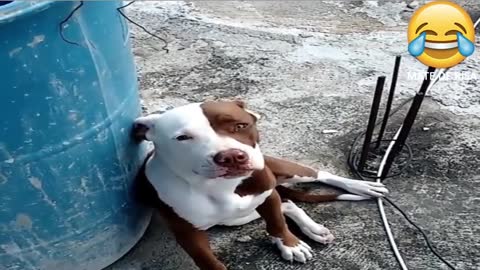 Los perros culpables chistosos