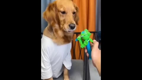 Animals are funny 🤣🤣😝😇🤣