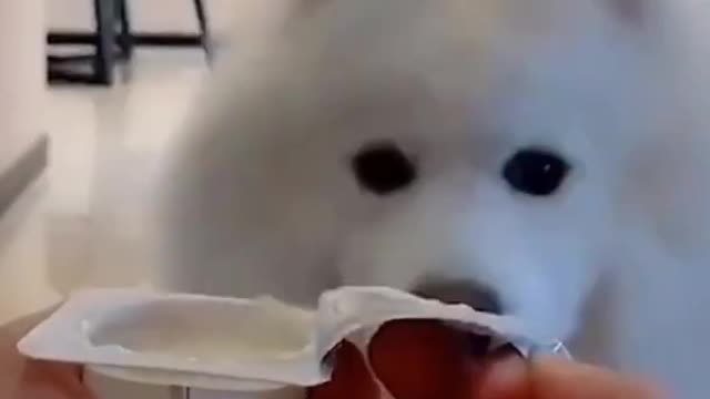 Cute doggy loves to eat ..awww so cute!