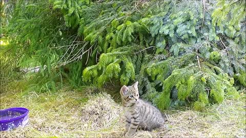 Baby wildcats playing in the forest