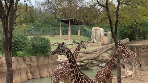 Giraffes day