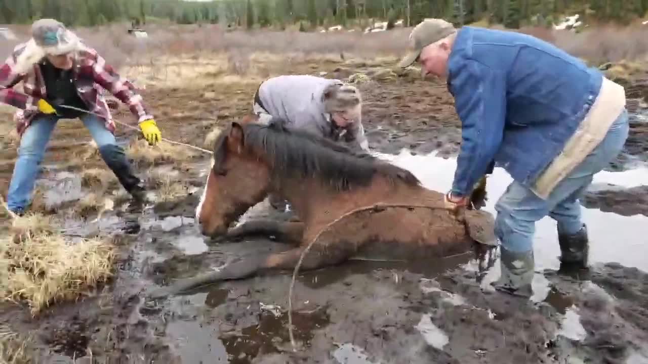 Emotional Scene Of Wild Horse Receiving Last Moment Help