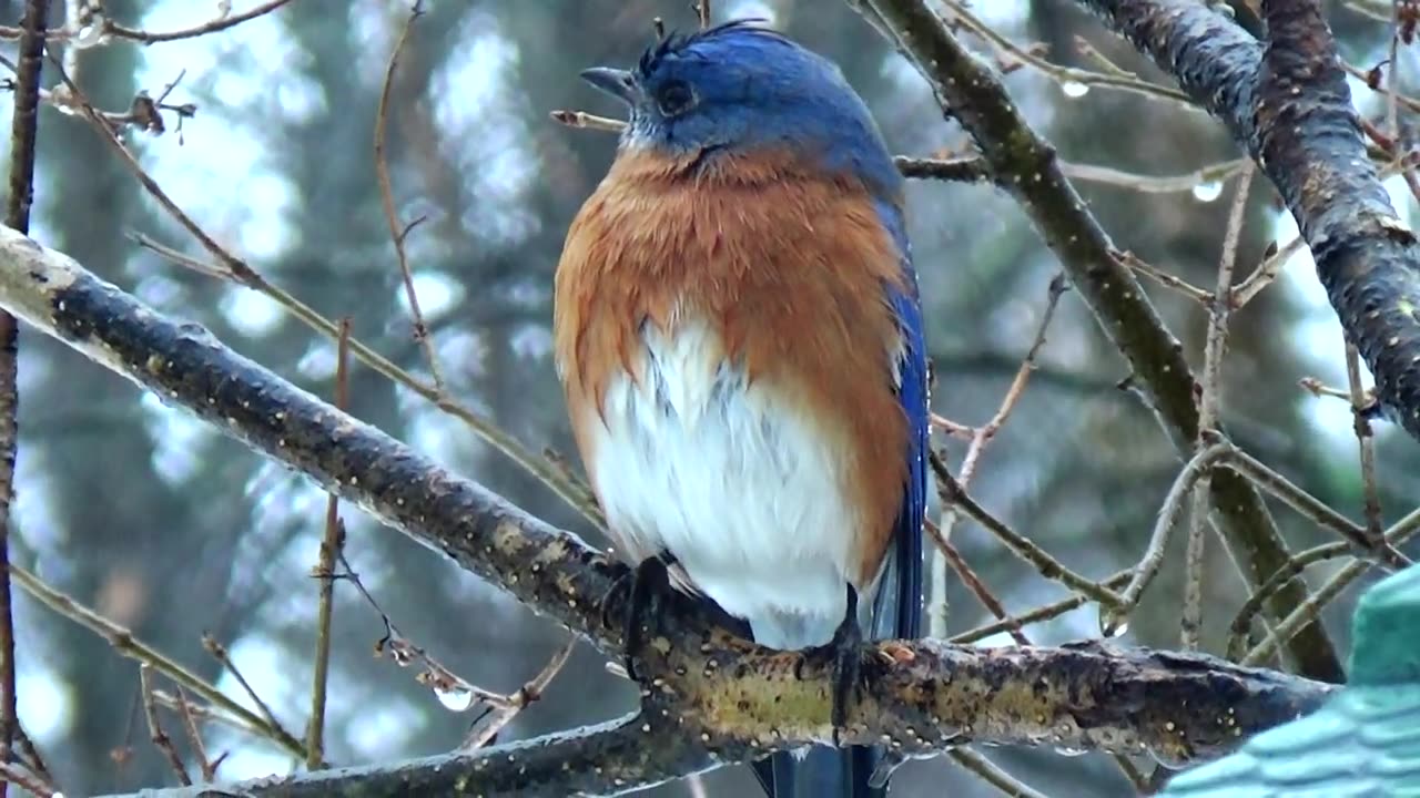 Bluebird